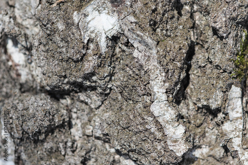 The bark of birch tree close up