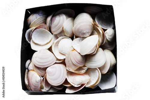 Shells from the bivalve mollusk Baltic macoma in a box photo