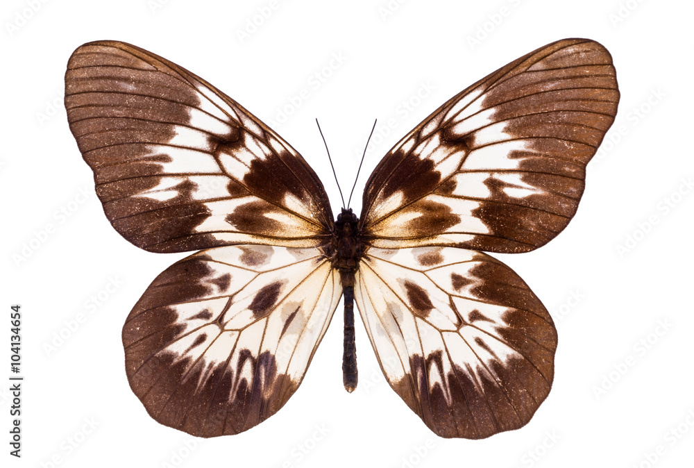Fototapeta premium Beautiful butterfly isolated on white