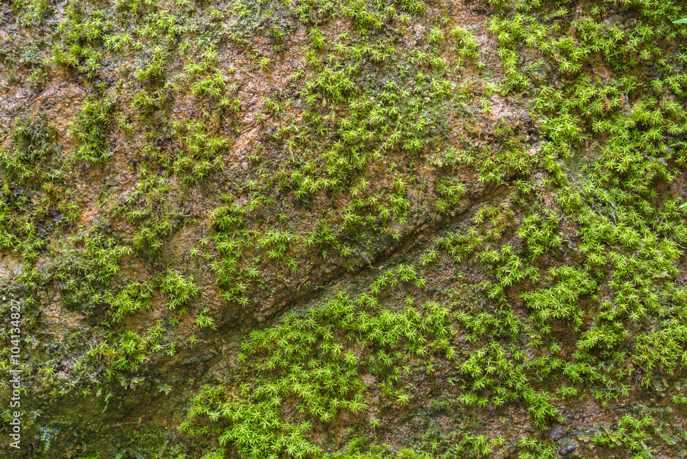 Stone overgrown with green moss in forest