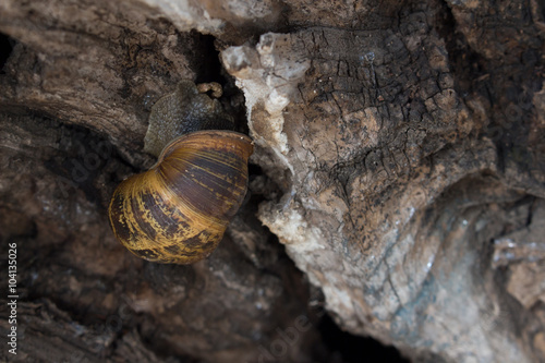 snail crawling on wood