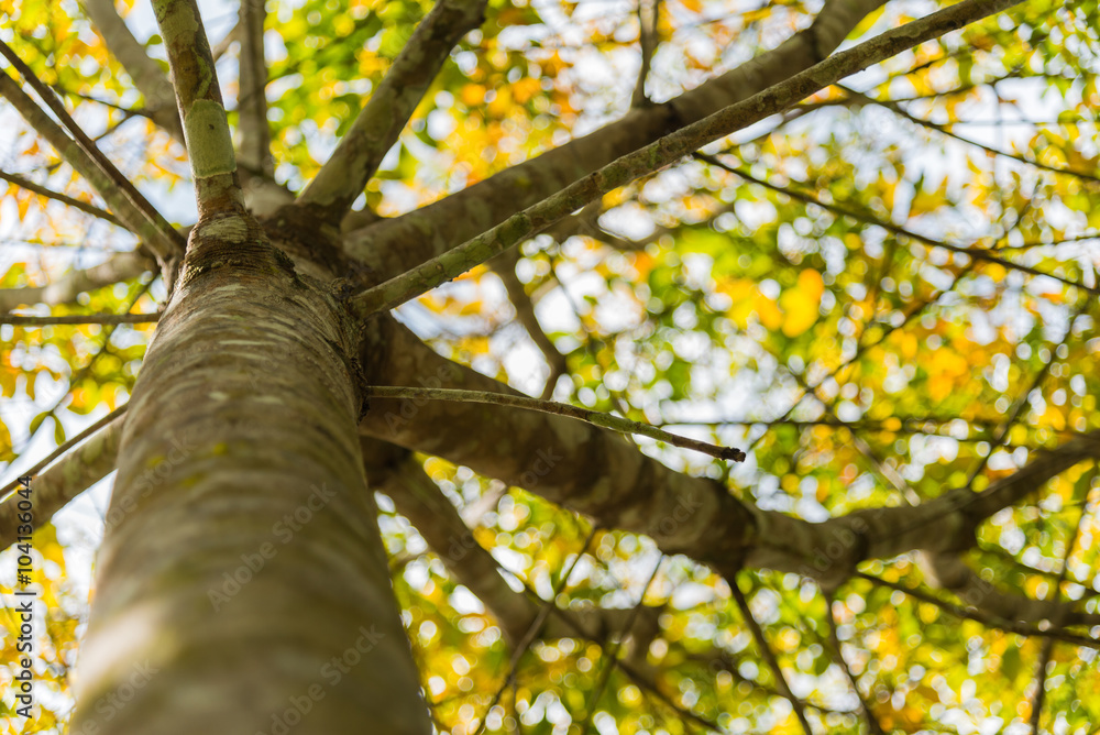 Fototapeta premium Under branch of rubber tree