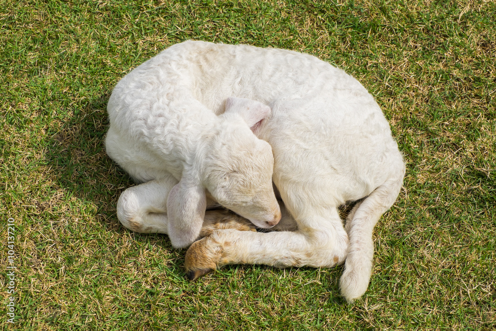 Obraz premium Sweet dreams lamb 