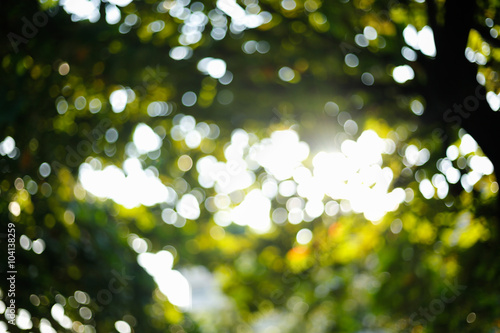 sunlight through leaves on tree, image blur bokeh background © sutichak