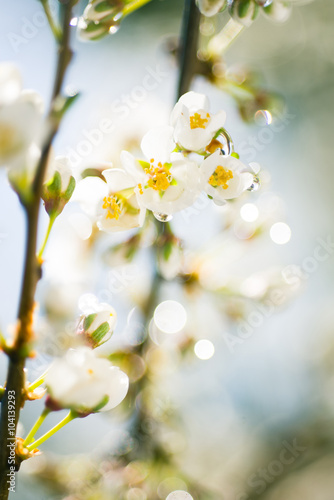 Plum blossom with water drops
