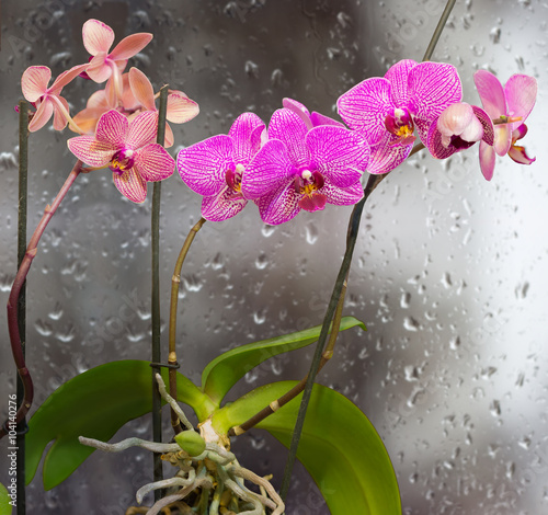 Fototapeta Naklejka Na Ścianę i Meble -  Stems with orchid flowers on a background window with raindrops