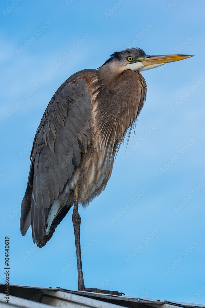 Fototapeta premium Heron on the Roof