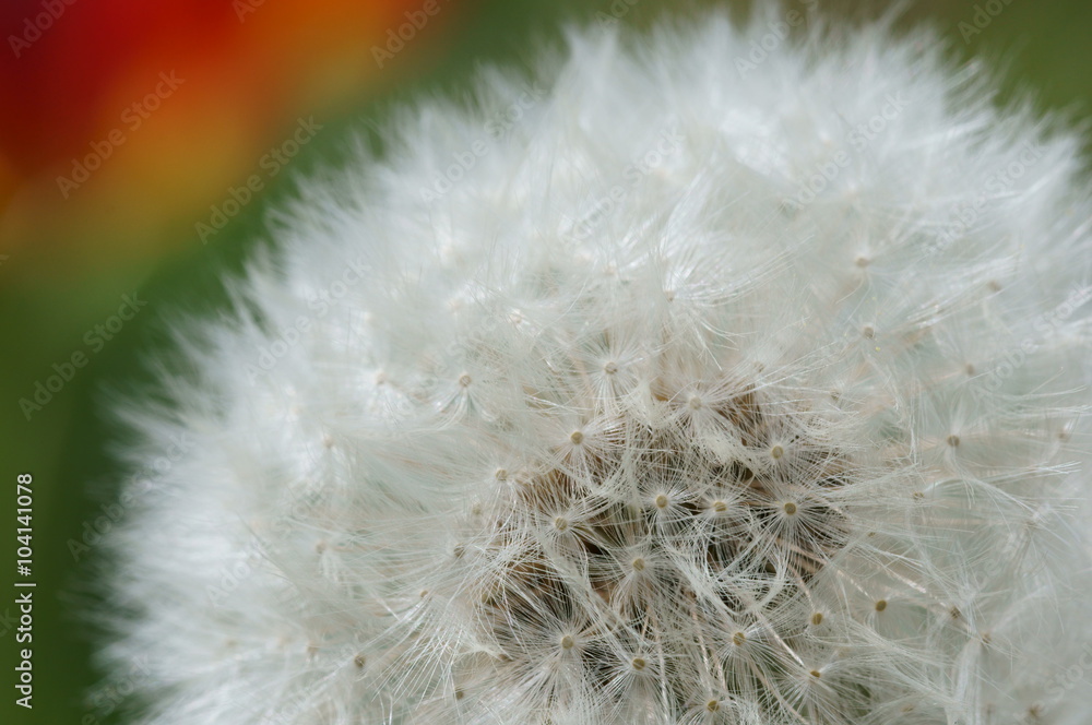 Obraz premium Pusteblume 2