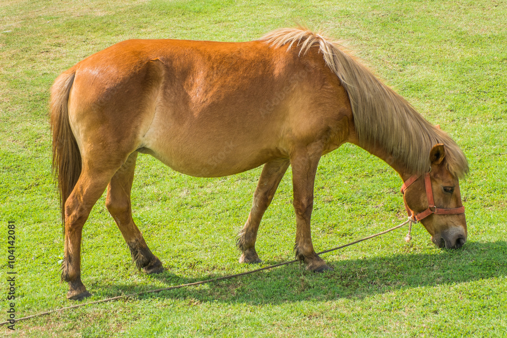 dwarf horse dwarf horse