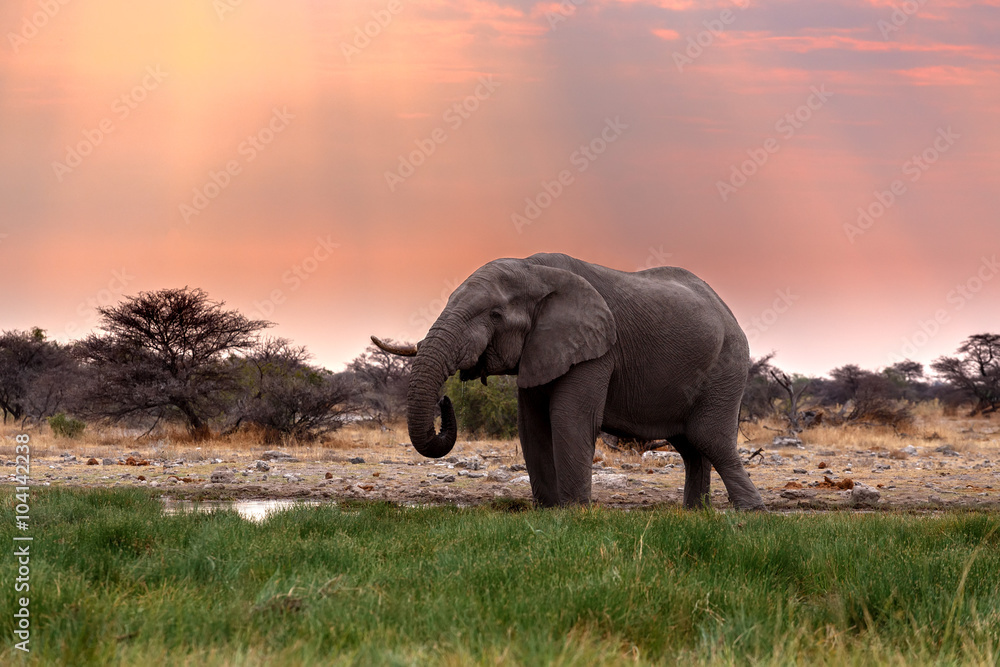 Fototapeta premium big african elephants in Etosha
