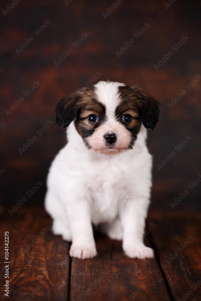 Puppy on dark background