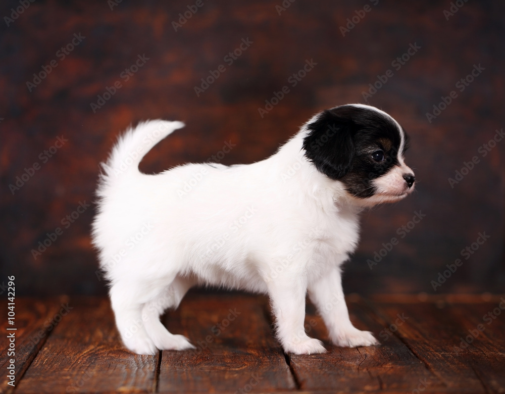  Puppy papillon stand