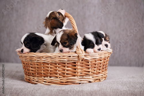 basket with puppy 