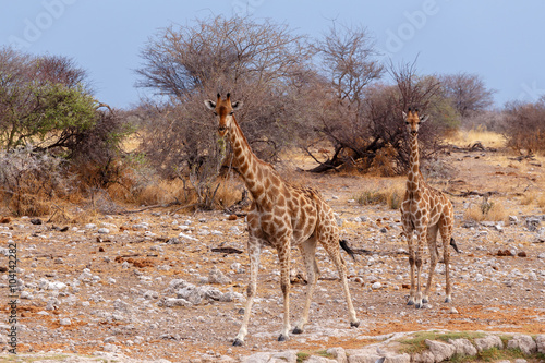 Giraffa camelopardalis near waterhole