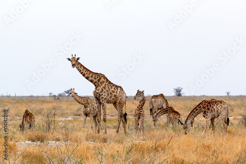 heard of Giraffa camelopardalis
