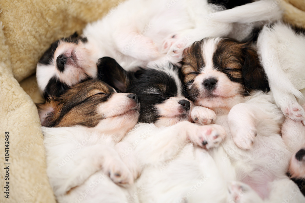 touching puppies sleeping