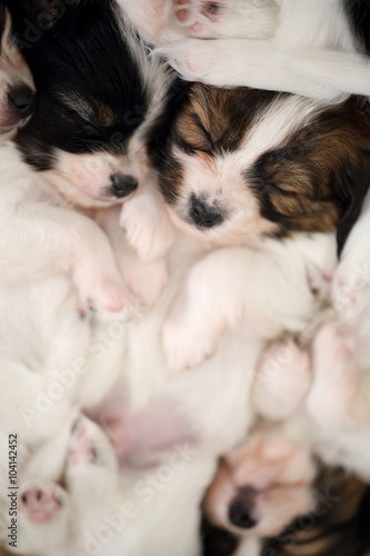 touching little puppies sleeping