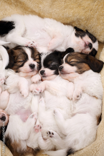 touching little dogs sleeping