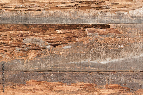 Traces of termites eat old wood.