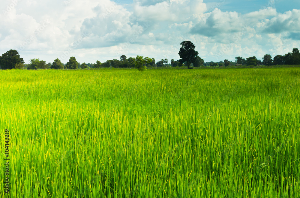 Rice field Rice field