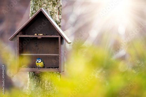Bird feeder and Blue Tit (Cyanistes caeruleus) © andreaobzerova