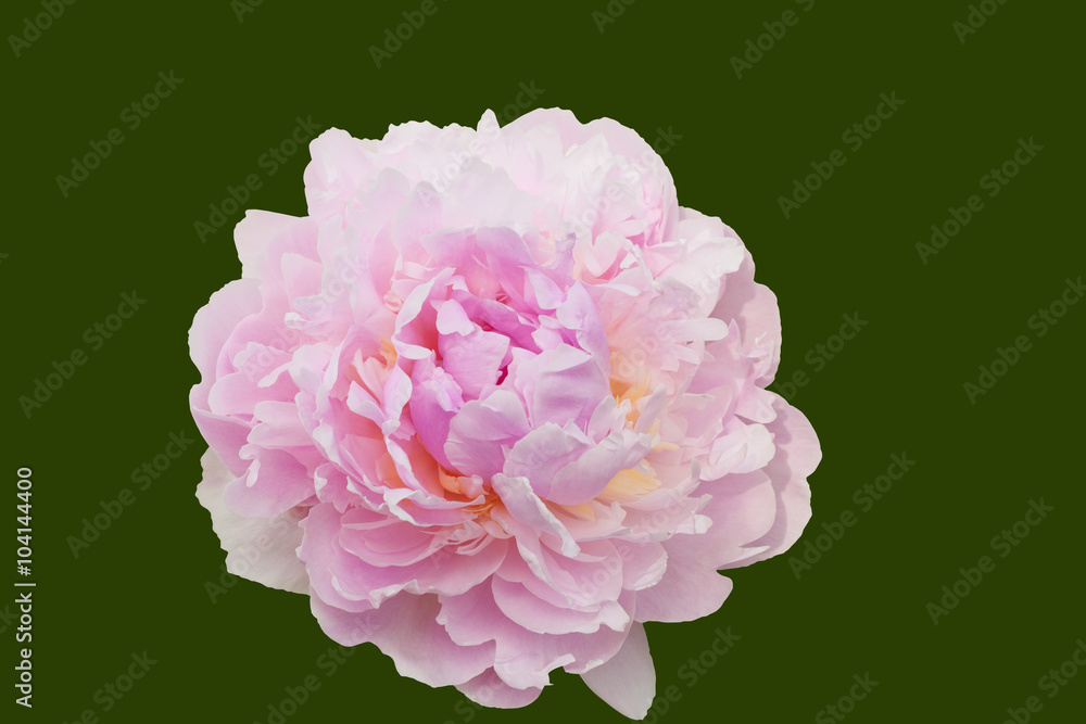 Peony flower isolated with clipping path.