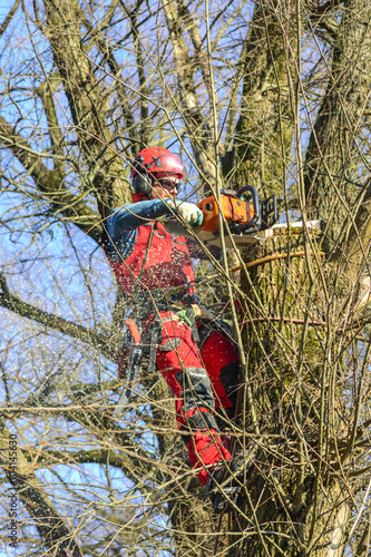 Baumpfleger arbeitet gesichert hoch im Baum