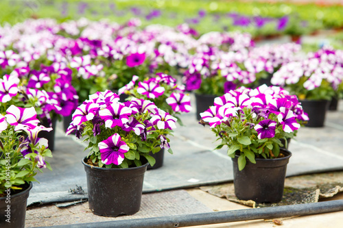 Cultivation of different flowers in greenhouse