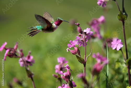 Ruby-throated Hummingbird and pink summer flowers