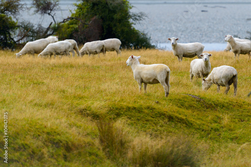 Fototapeta Naklejka Na Ścianę i Meble -  Sheep with New Zealand Landscape