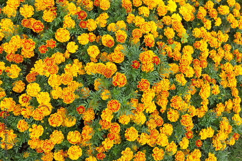 beautiful marigold flowers with nature green background