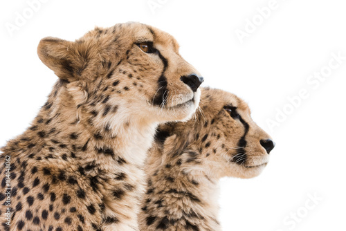 Fotografering Cheetahs Portrait white background