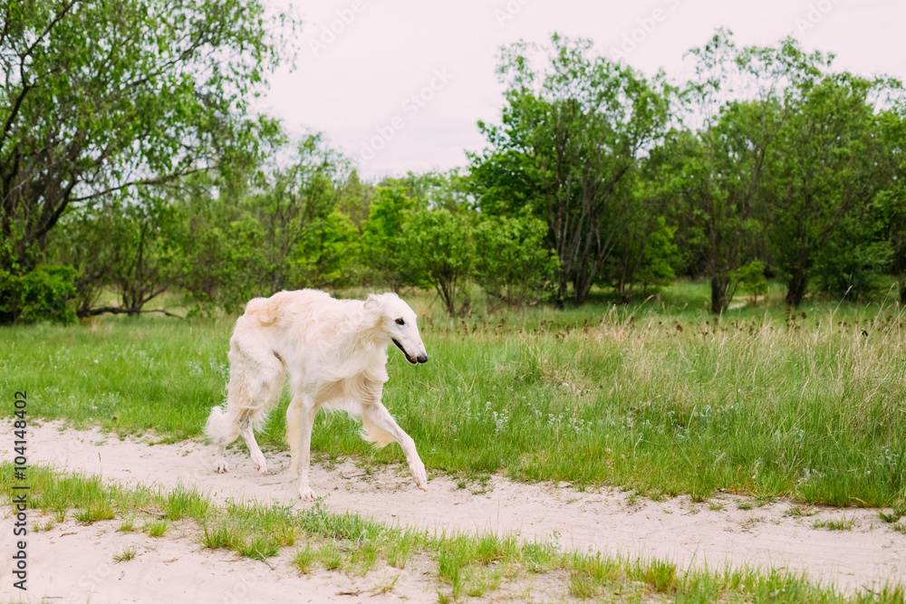 Fototapeta premium Beautiful White Russian Borzoi Borzaya Hunting Dog running in fo