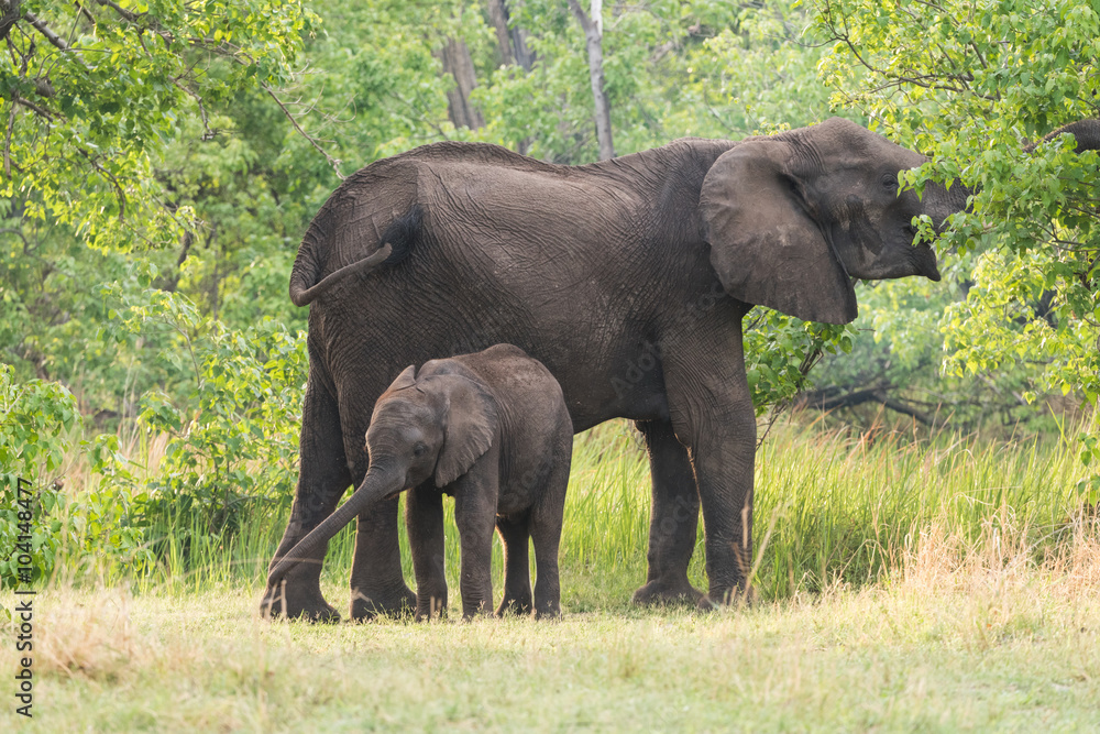 Mom and baby Elephant