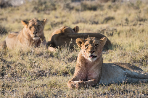 Lion Group in Etosha