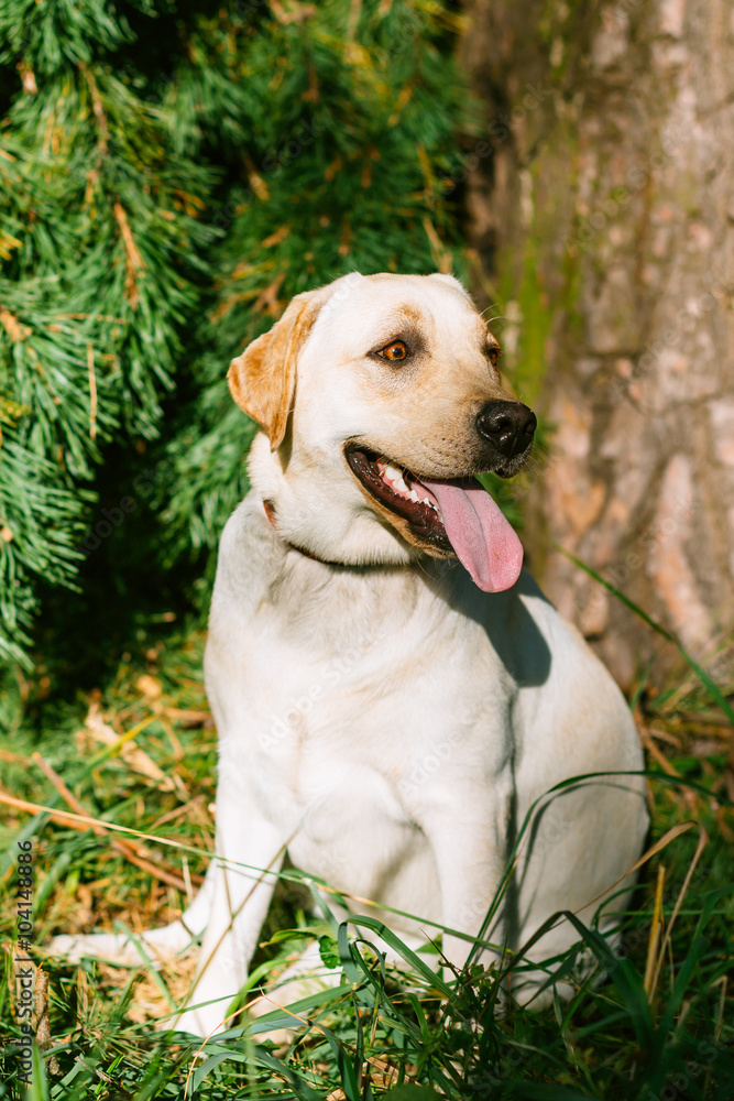 Happy White Labrador Retriever Dog Sitting In Grass, Park Backgr Happy White Labrador Retriever Dog Sitting In Grass, Park Backgr