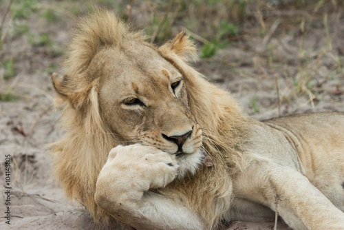 Lion resting chin