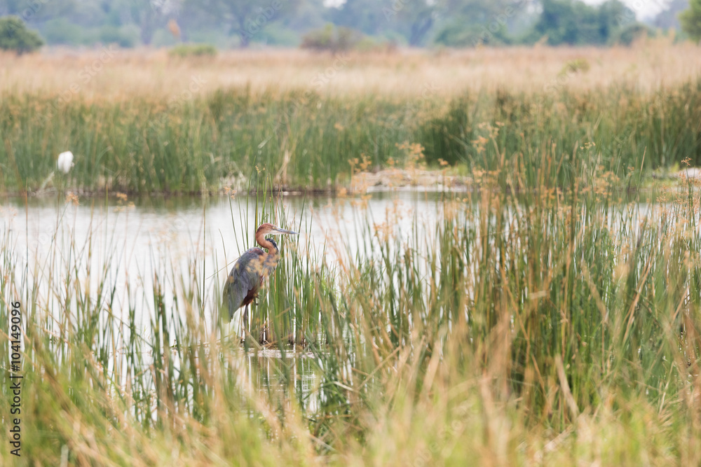 Obraz premium Goliath Heron