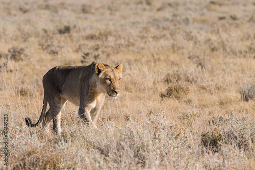 Female Lion walking alone