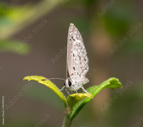 Wallpaper Mural butterfly Torontodigital.ca