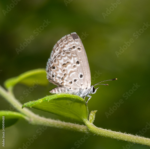 Wallpaper Mural butterfly Torontodigital.ca