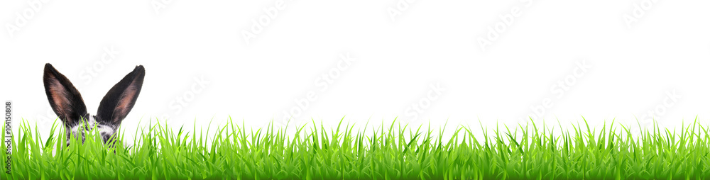 Fototapeta Uszy królika na trawie