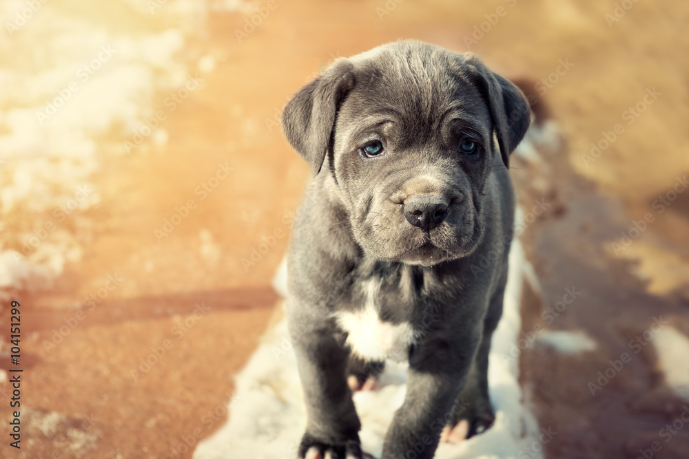 Grey Neapolitan Mastiff puppy - obrazy, fototapety, plakaty 