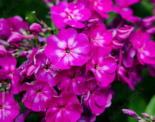 Phlox