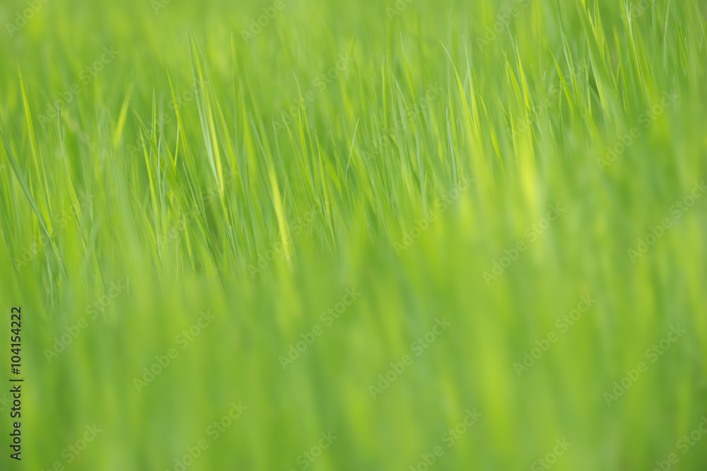 Long green grass blurred texture Long green grass blurred texture