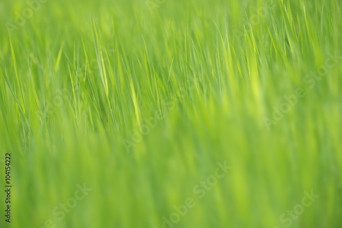 Long green grass blurred texture