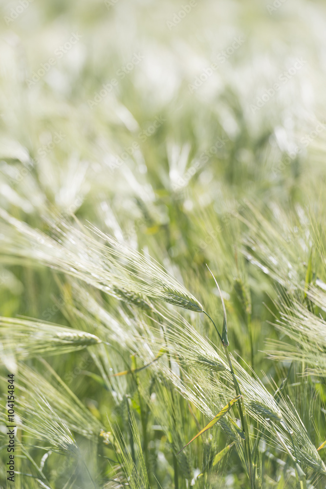 Close up of fresh green wheat plants in field Close up of fresh green wheat plants in field