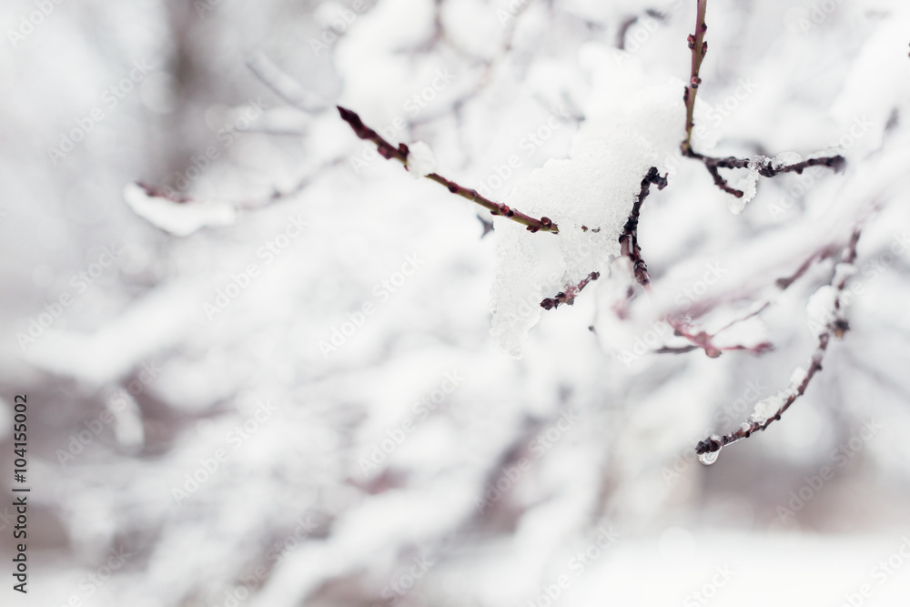 Obraz premium Tree branches covered in snow, winter abstract background