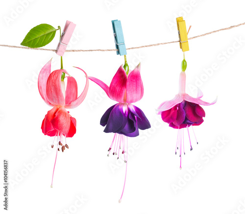 beautiful fuchsia flowers handing on rope with colorful clothesp