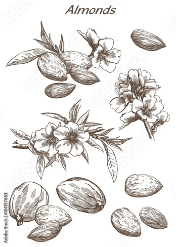 almonds set of sketches